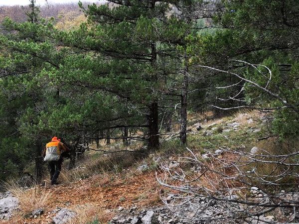 rock partridge hunting in Macedonia