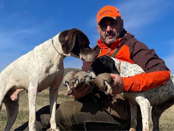 hunting rock partridges in fruit salad with a pointing dog