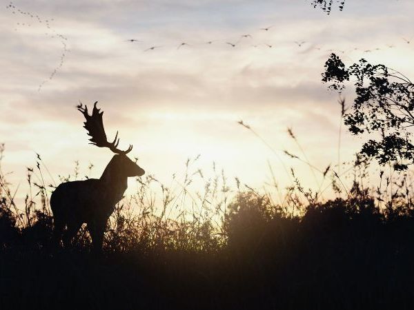 deer at sunset