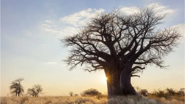 Hunting in Botswana