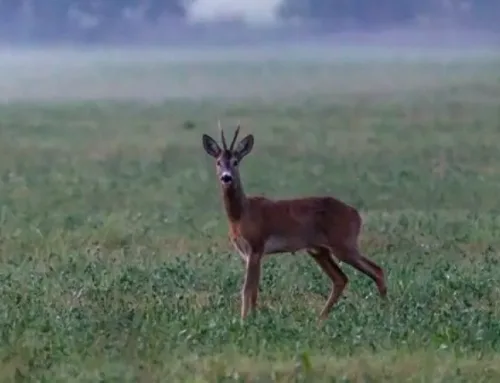 Roe deer hunting in Romania: stalking the forest spritePublished On: Dicembre 27, 2025