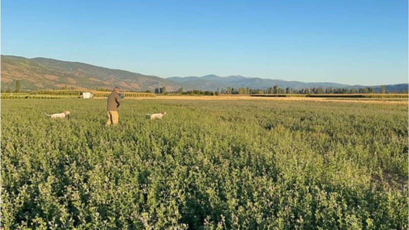 Hunting migratory birds in Macedonia.