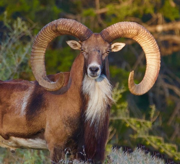 Transcaspian-Urial-Sheep-hunting-trip