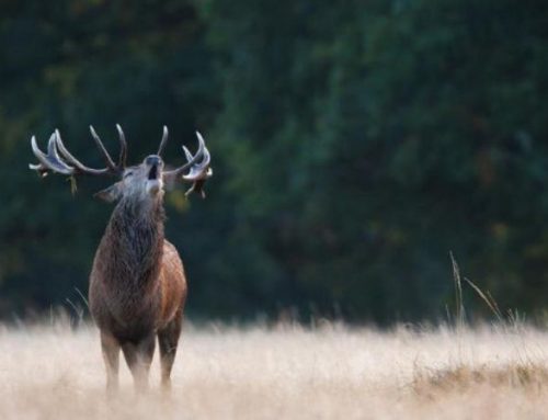 Advice for Deer HuntingPublished On: September 24, 2024