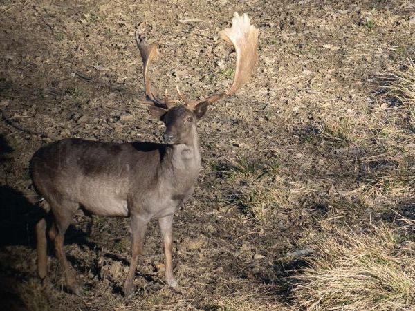 fallow deer shovel Cascina Emanuele Montefeltro hunting reserve