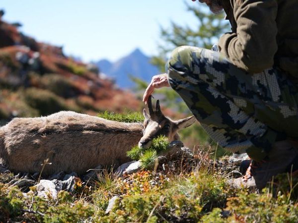 chamois hunting