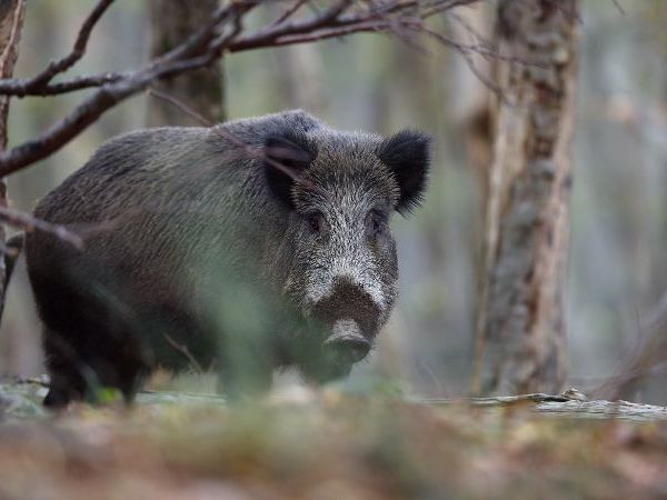 Hunting with Montefeltro