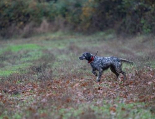 Hunting in the Montefeltro Italian reservesPublished On: August 27, 2024