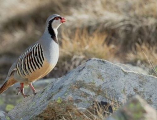 Partridge hunting in Macedonia – I love you KAMENJARKAPublished On: September 16, 2024