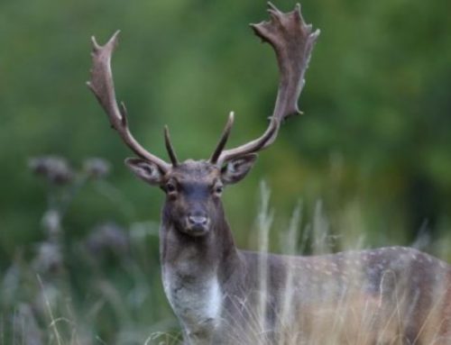 Deer hunting in Italy – A unique experiencePublished On: August 31, 2024