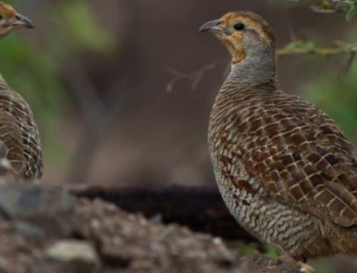 Partridge hunting in  MacedoniaPublished On: September 4, 2024