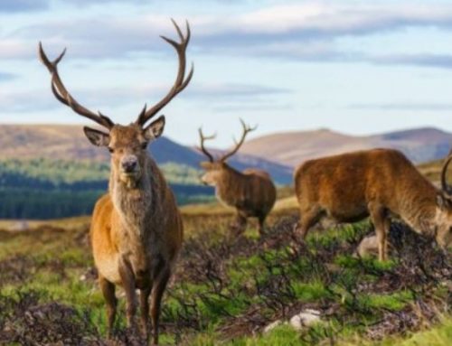 Red deer stalking in the Scottish highlandsPublished On: June 24, 2024