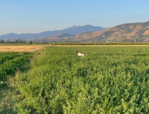 Angelo and Quail Hunting in MacedoniaPublished On: September 28, 2024