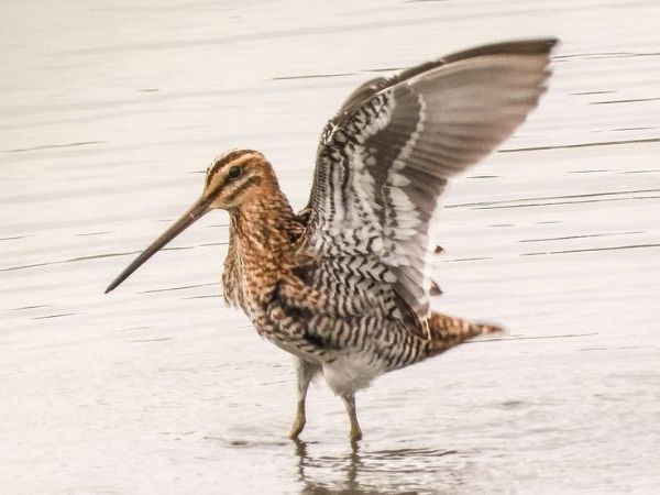 snipe hunting