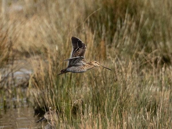 Snipe in Flight