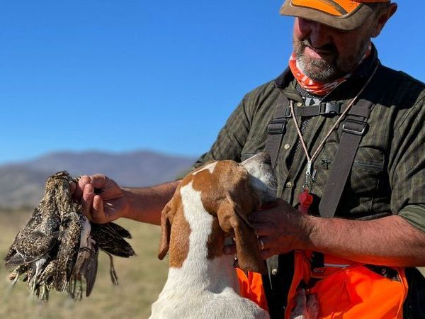 hunting with pointing dog in snipe scotland