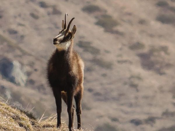 chamois hunting