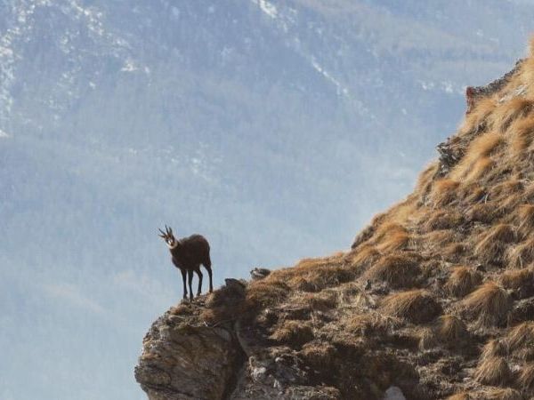 chamois hunting in the Alps