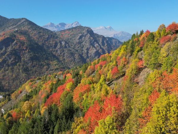 big game hunting in Italy: chamois