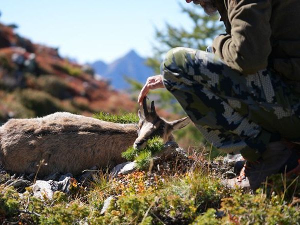 Alpine chamois trophy