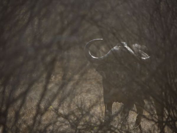 buffalo hunting in Africa