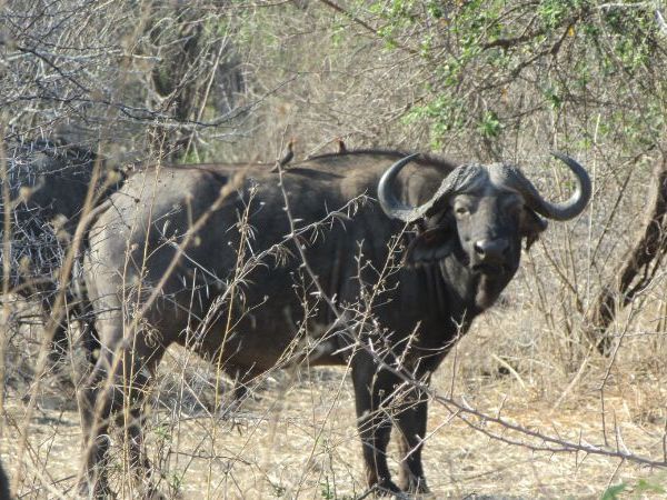 buffalo hunting africa zimbabwe