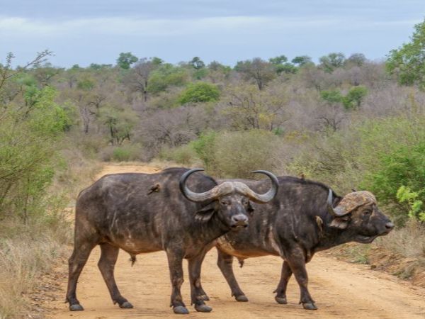 Two examples of old "Dagga Boys"