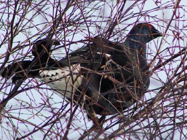 grouse