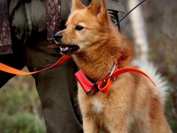 Spitz breed dogs