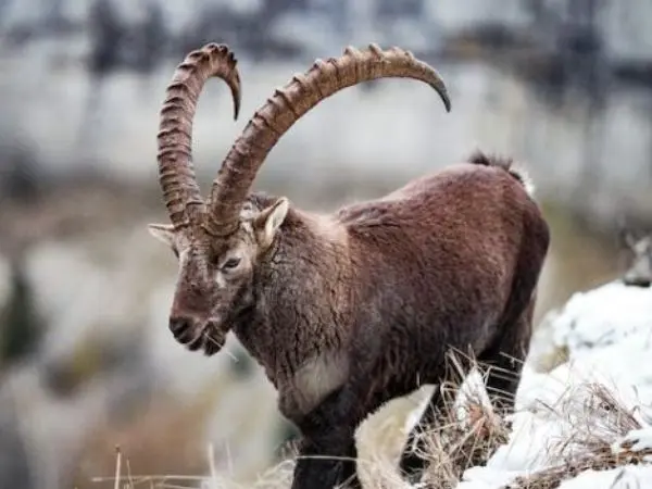 Ibex Beceite