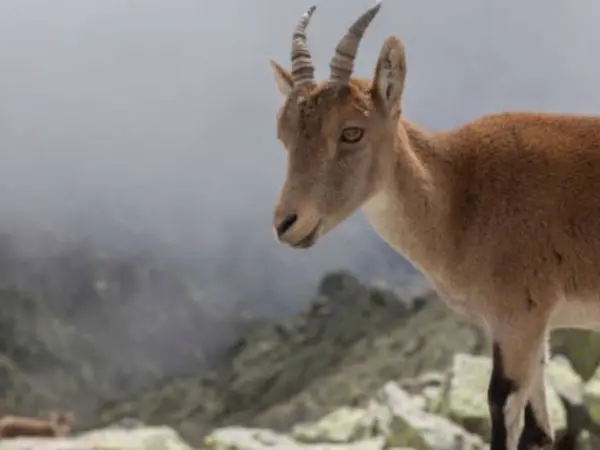 Ibex of Gredos