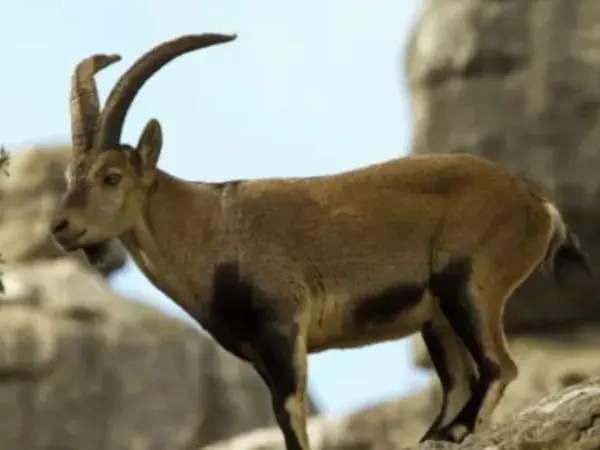 Ronda Ibex