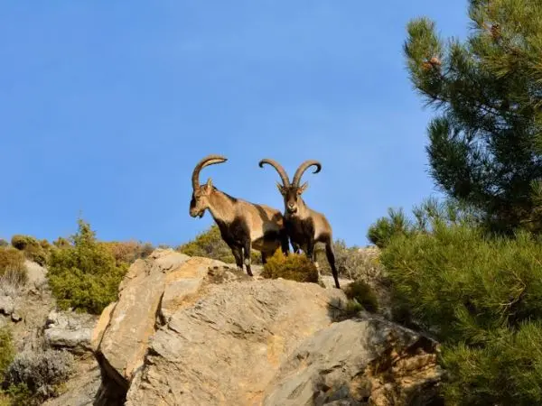 Sierra Nevada Ibex