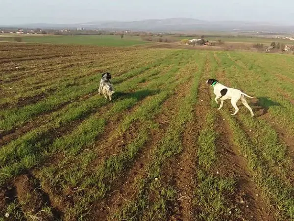 dog training in Macedonia