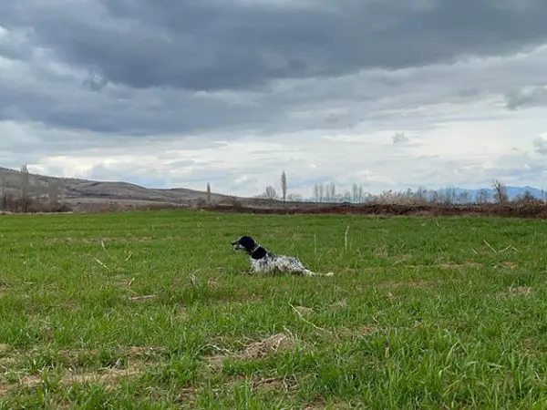 dog training in Macedonia Montefeltro