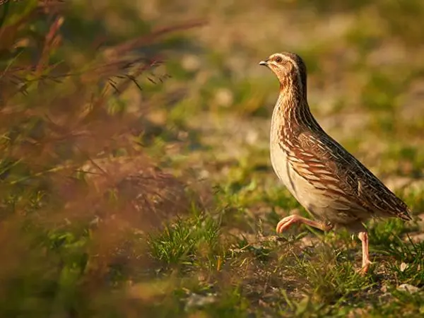 Quail Hunting