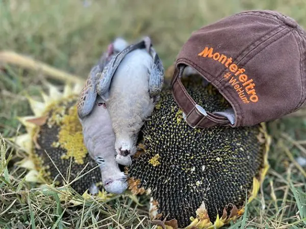 Quail hunting with Montefeltro