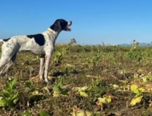 Gray, rock partriges and quails: pointing dogs hunting in MacedoniaPublished On: Ottobre 22, 2024