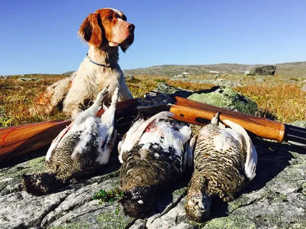 Lapland A Paradise for Hunting Dog Enthusiasts