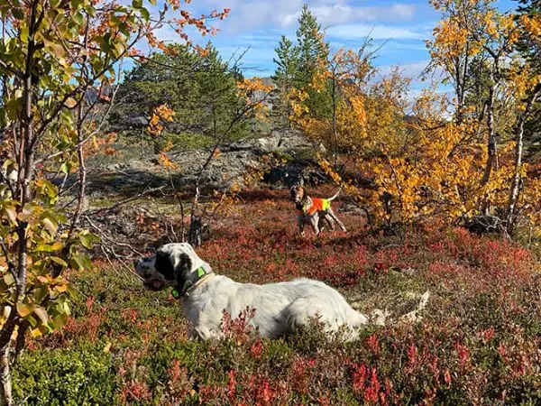 Hunting in Lapland