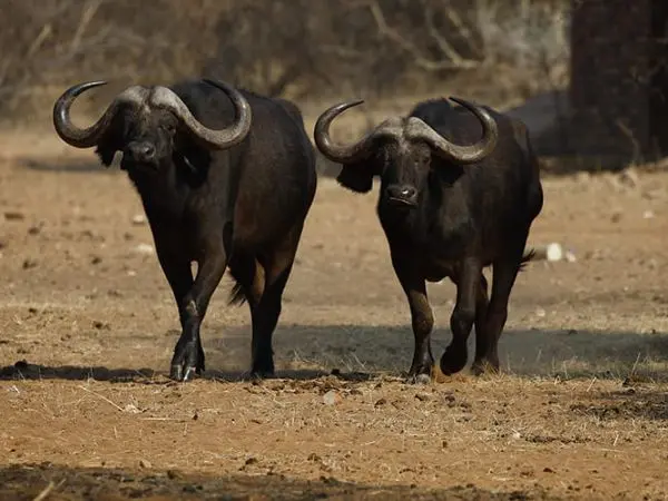 Buffalo Hunting between Zimbabwe and Mozambique