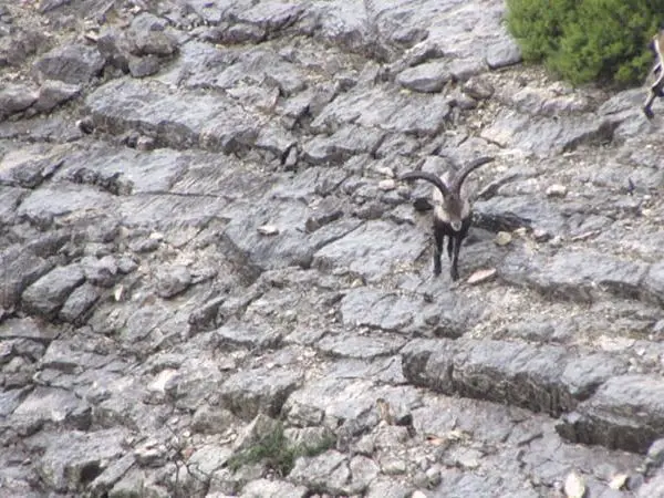 Hunting in Spain with Montefeltro