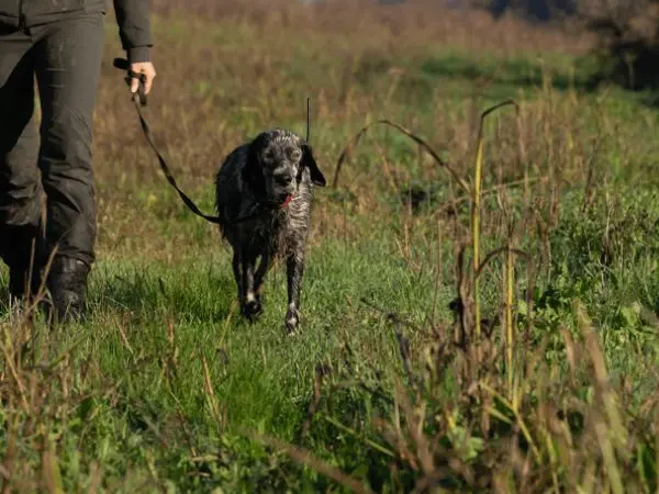 hunting with the hunting dog in the reserves