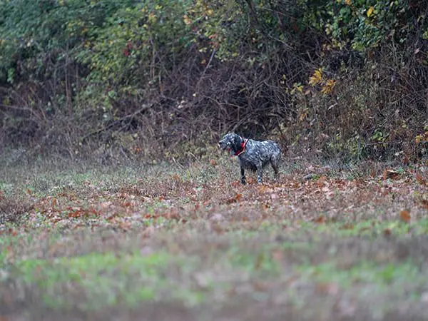 hunting with hunting dog in reserves