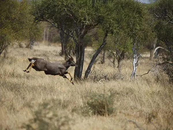 Safari in Africa