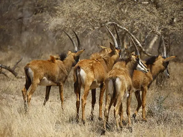 antelope hunting in Africa with Montefeltro