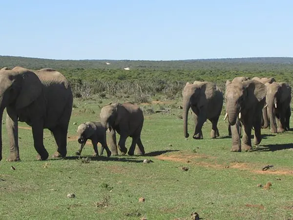 safari in Africa elephant