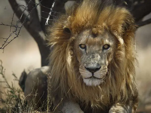 lion king safari in Africa