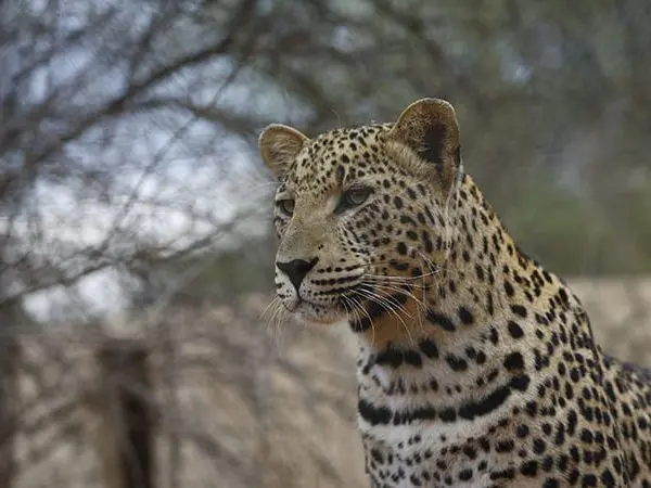 leopard safari in Africa