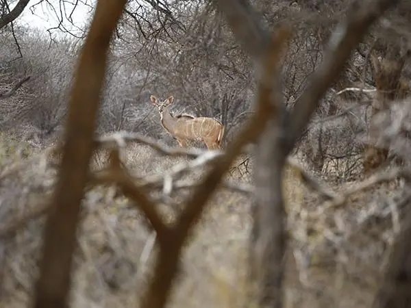 Hunting in Africa 